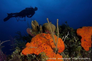 A diver gets an overhead view of the healthy reef system ... by Steven Anderson 